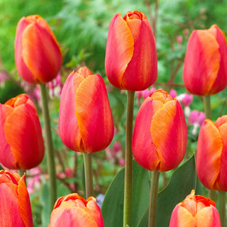 Delta Storm Tulip Seeds